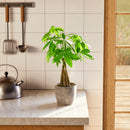 Money Tree Plant