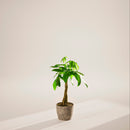 Money Tree Plant