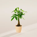 Money Tree Plant
