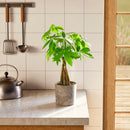 Money Tree Plant