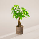 Money Tree Plant