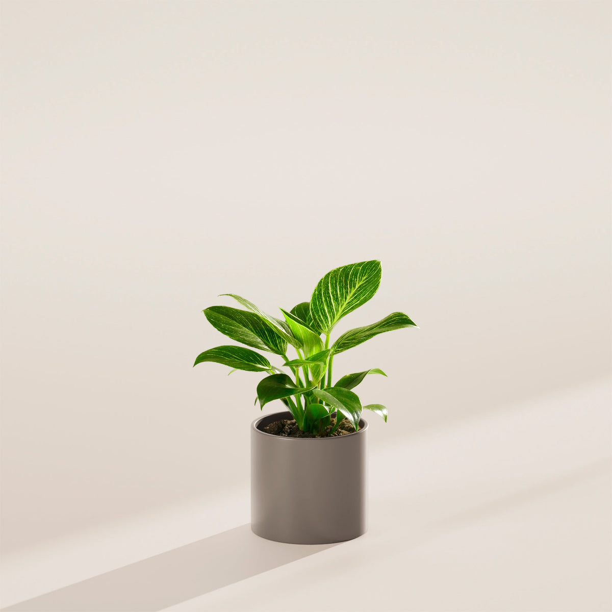 Philodendron Birkin