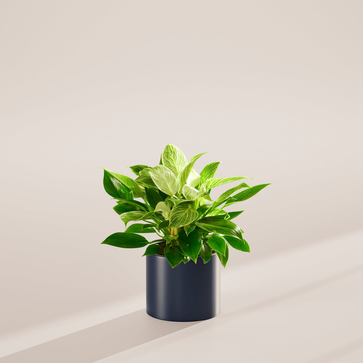 Philodendron Birkin