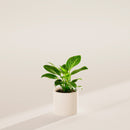 Philodendron Birkin