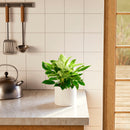 Philodendron Birkin