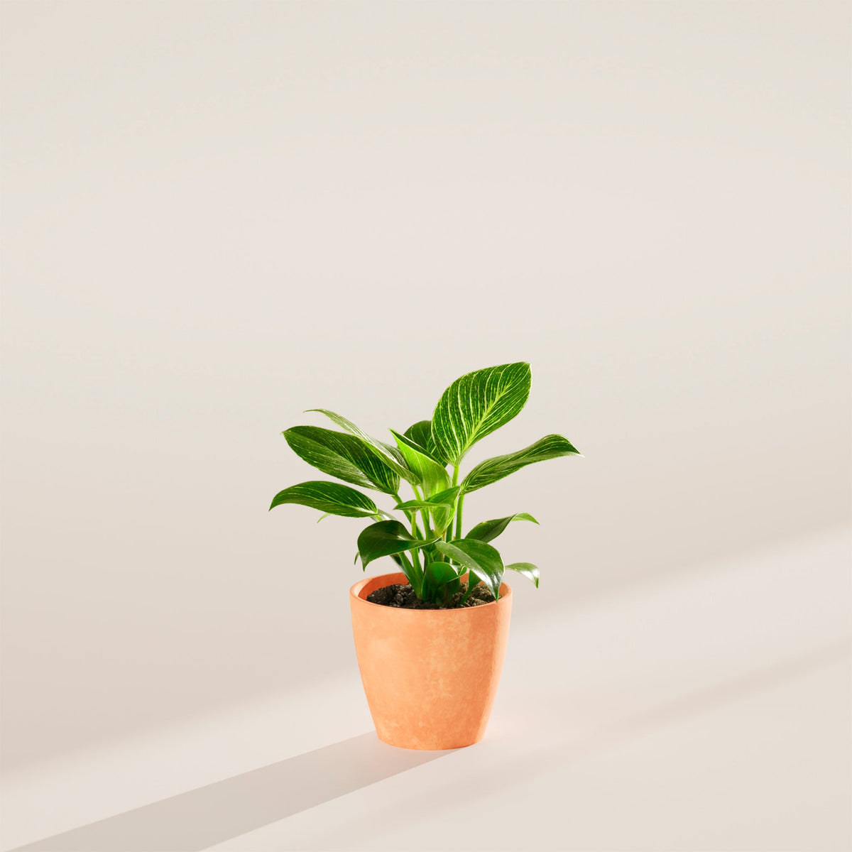 Philodendron Birkin