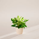 Philodendron Birkin
