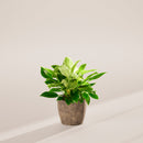 Philodendron Birkin
