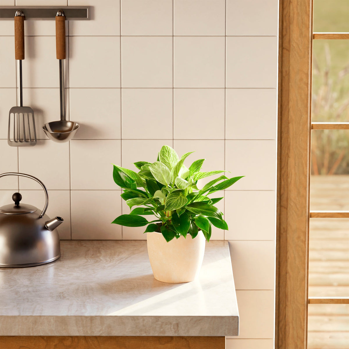 Philodendron Birkin
