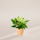 Philodendron Birkin