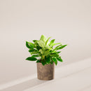 Philodendron Birkin