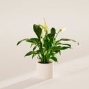 Peace Lily (Spathiphyllum)