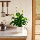Peace Lily (Spathiphyllum)