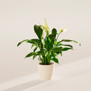 Peace Lily (Spathiphyllum)
