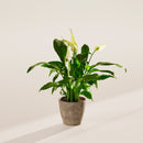 Peace Lily (Spathiphyllum)