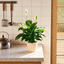 Peace Lily (Spathiphyllum)