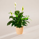 Peace Lily (Spathiphyllum)