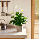 Peace Lily (Spathiphyllum)
