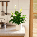 Peace Lily (Spathiphyllum)