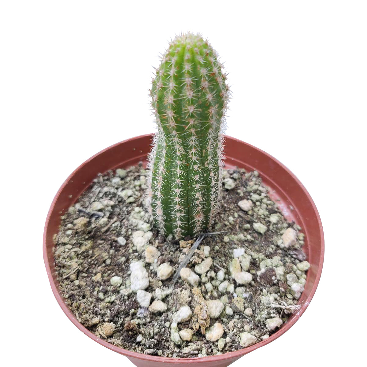 peanut succulent Peanut Cactus - Echinopsis Chamaecereus Succulent