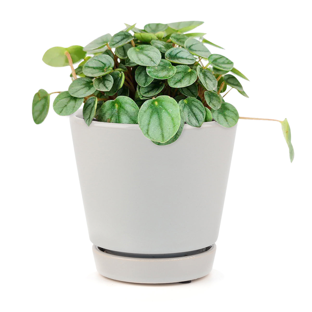 peperomia little toscani, peperomia little toscani care, peperomia little toscani plant, peperomia little toscani care for sale
