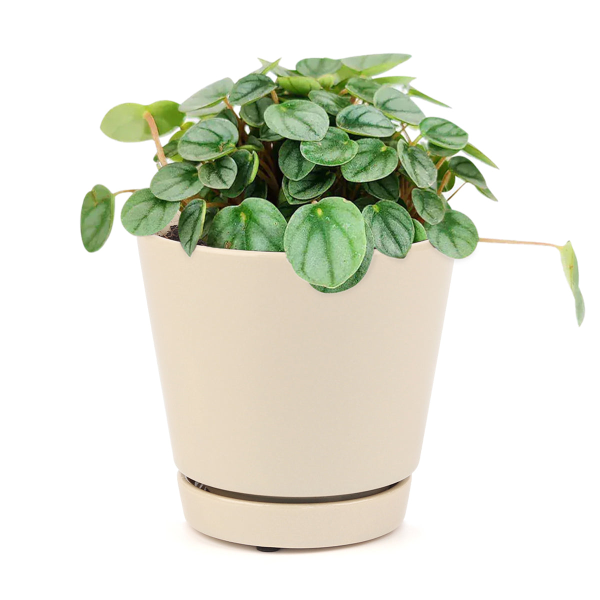 peperomia indoor plants with very tiny leaves Peperomia Little Toscani Houseplant for Sale - Easy Care Indoor Plants