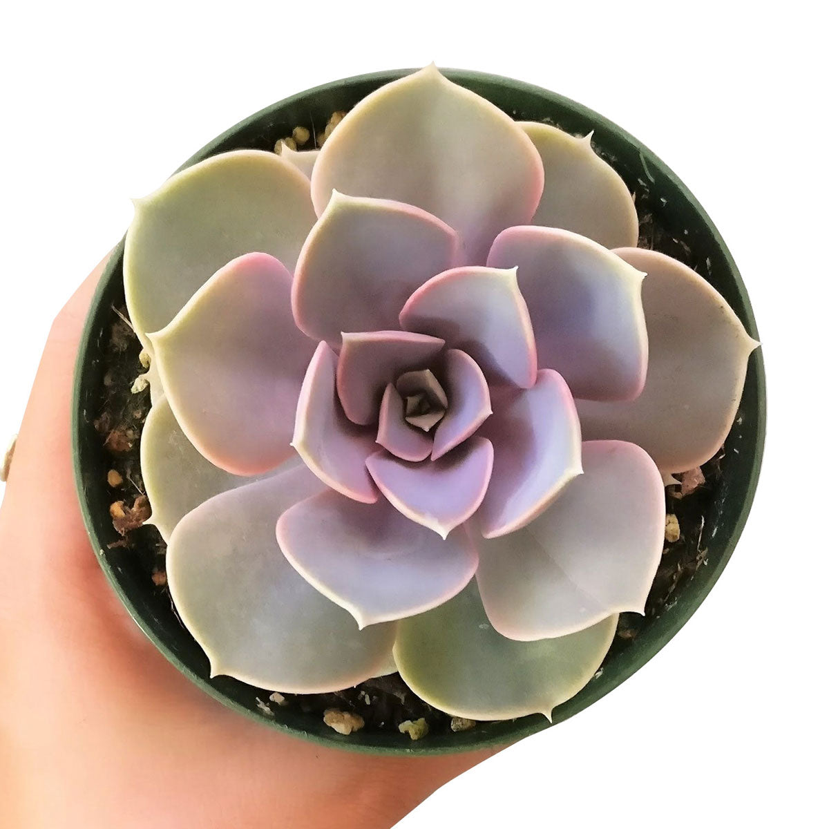 succulent plant perle von nurnberg Echeveria Perle Von Nurnberg 2 inch by Succulents Box