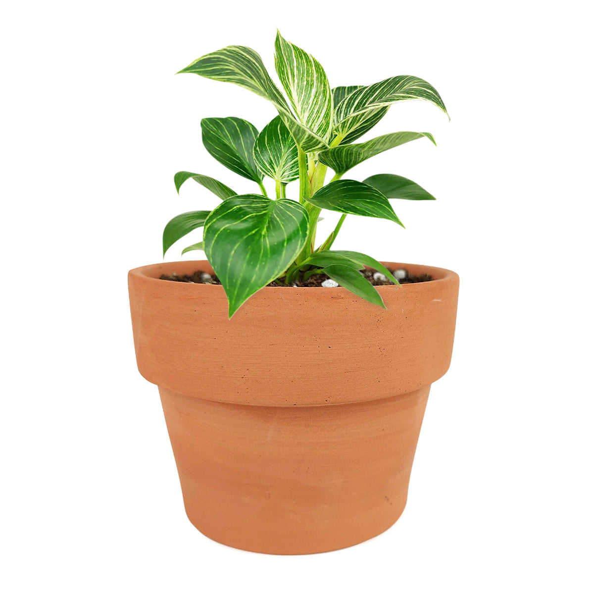 Philodendron Birkin, Philodendron ‘White Wave’, easy to care for plant, large foliage plants for home and office, how to care for Philodendron Birkin