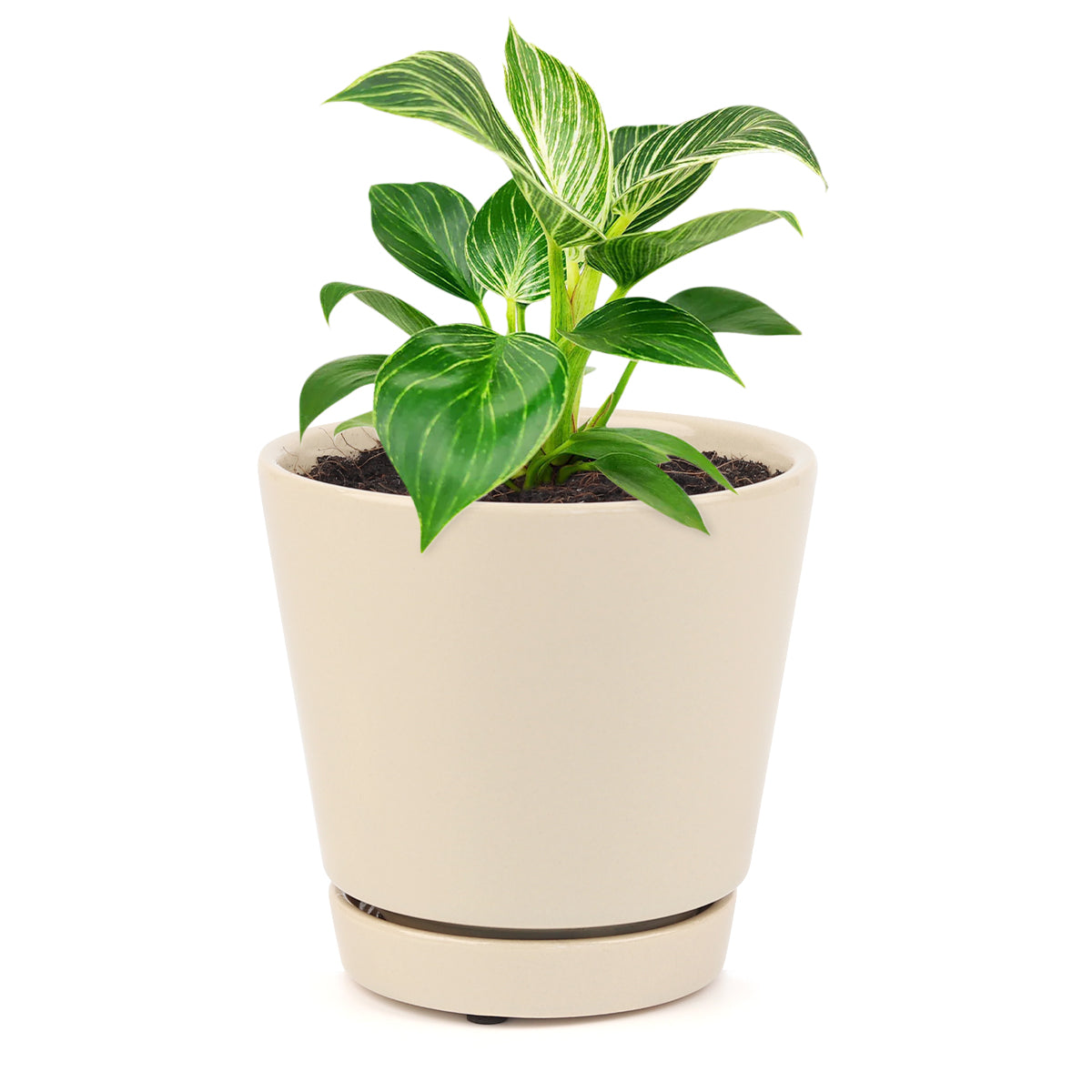 Philodendron Birkin, Philodendron ‘White Wave’, easy to care for plant, large foliage plants for home and office, indoor houseplant
