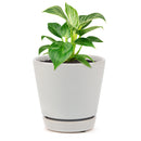 Philodendron Birkin, Philodendron ‘White Wave’, easy to care for plant, large foliage plants for home and office, how to care for Philodendron Birkin