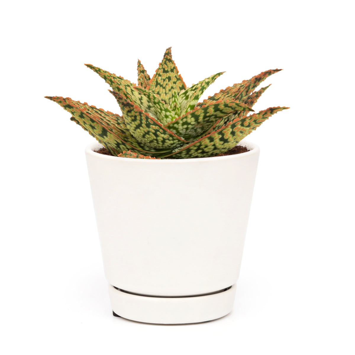 aloe vera plant bunnings Pink Blush Aloe - Cute Succulent with Pink Ridges