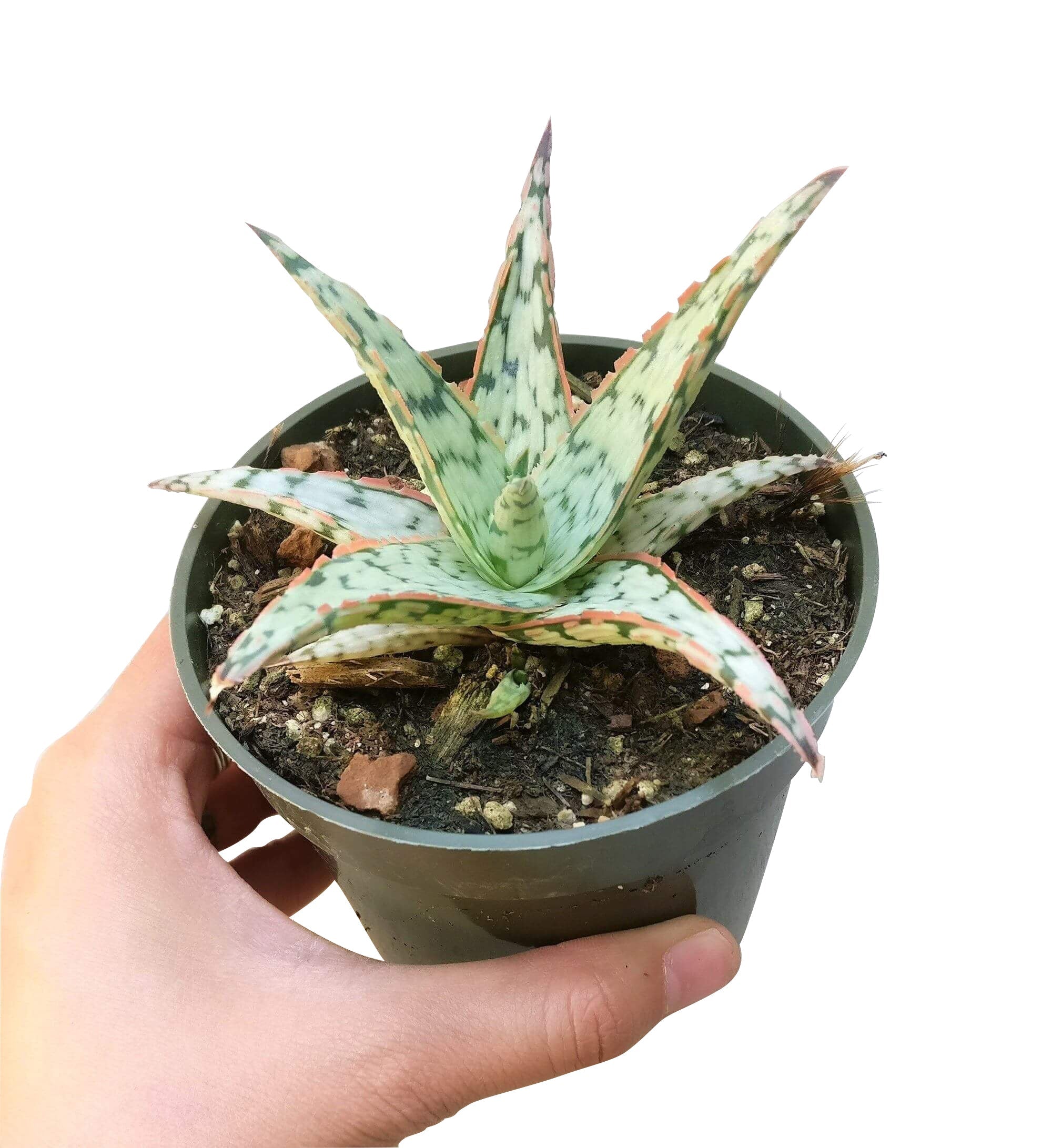 blush succulent Pink Blush Aloe - Cute Succulent with Pink Ridges