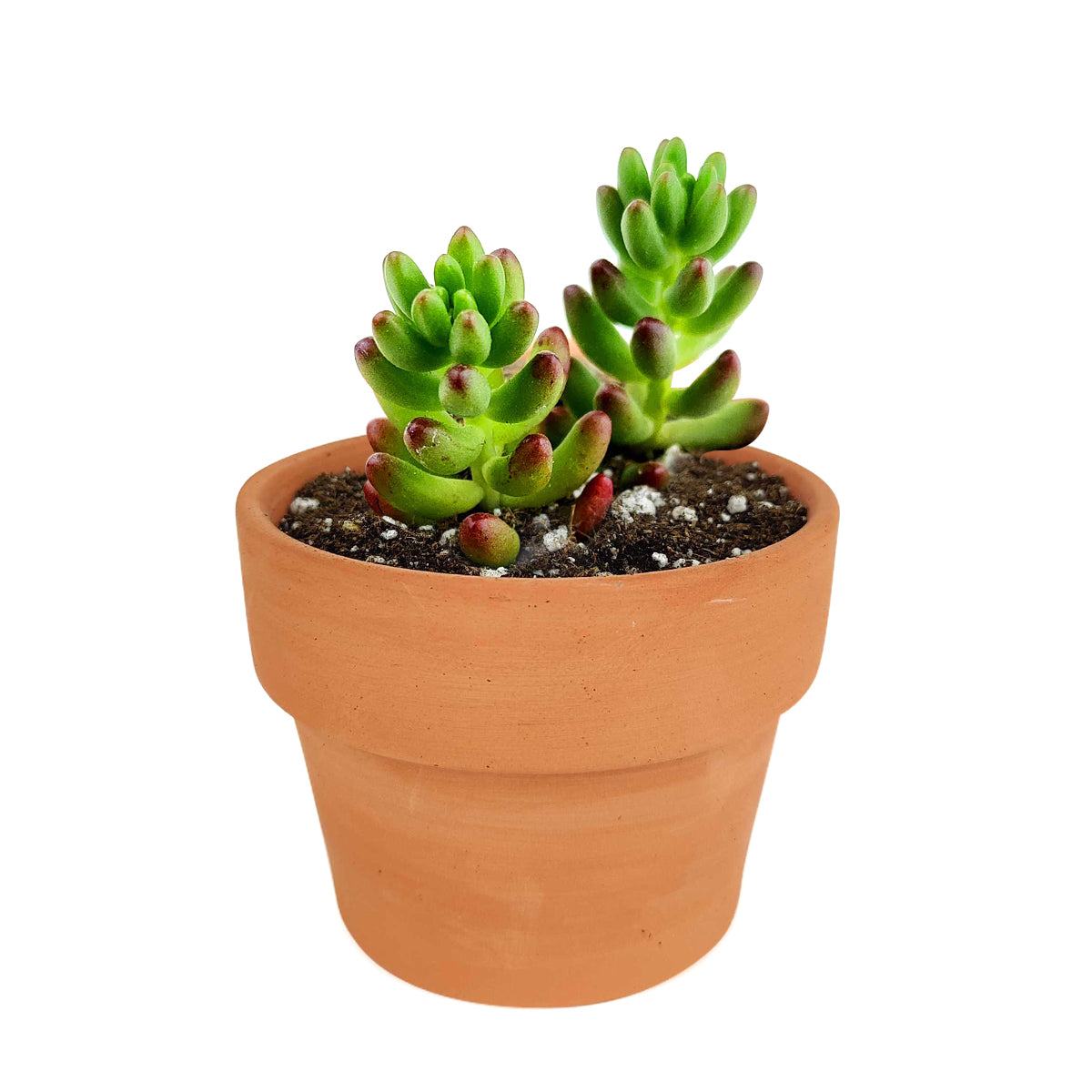 sedum rubrotinctum succulent Aurora Pink Jelly Bean Sedum