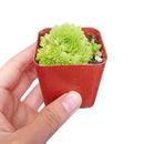Rosularia Platyphylla Live Succulent Plant, Jade Plant, Jade Sempervivum, Sempervivum Hens and Chicks Succulent, Buy Succulents Online, Succulents Store in California, Types of Succulents, Succulents for Sale, Succulents Gift for Any Occasion, Succulents Home Decor, Succulents Subscription Box for Sale, rare succulents, rare succulents for sale, unique succulents, buy succulents online, rare succulent, succulent shop, unusual succulents, succulent store, succulents online
