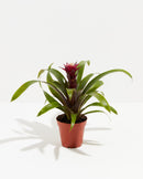 Bromeliad Guzmania