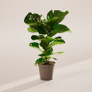 Fiddle Leaf Fig Tree (Ficus Lyrata)