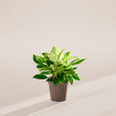 Philodendron Birkin