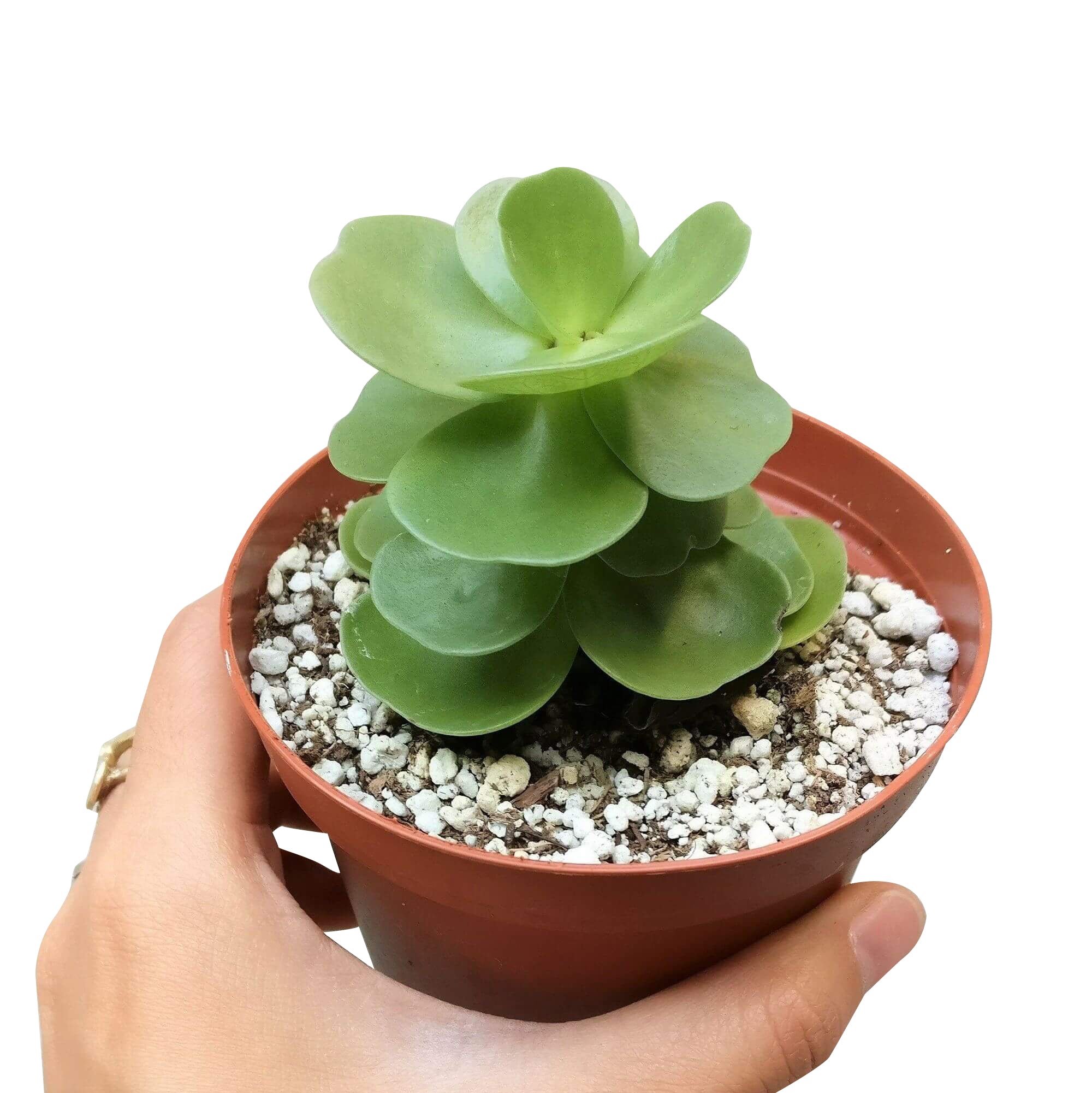 are portulaca succulents Portulaca Molokiniensis
