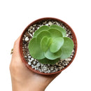 portulaca molokiniensis, 'ihi, succulent care, succulent subscription, cactus, Succulents shop near me, how to grow succulents, Rare succulents, indoor succulents, Succulents, portulaca molokiniensis in California, How to grow portulaca molokiniensis, rare succulents, rare succulents for sale, unique succulents, buy succulents online, rare succulent, succulent shop, unusual succulents, succulent store, succulents online