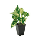 marble queen pothos, marble queen pothos care, marble queen epipremnum aureum, 4 inch Marble Queen Pothos, best online nursery for perennials