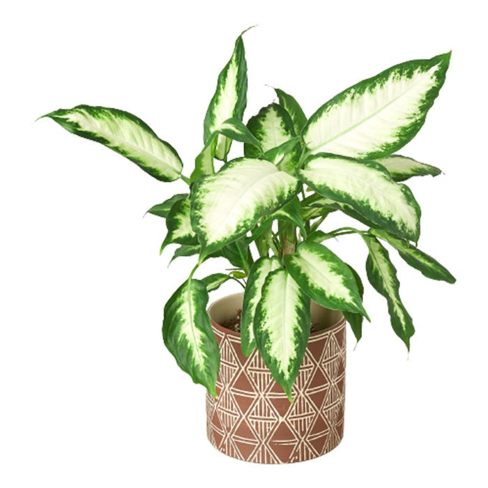 5 inch Geometric Brown Ceramic Pot for sale, Decorative Ceramic Pot for Succuent or Cactus