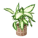 5 inch Geometric Brown Ceramic Pot for sale, Decorative Ceramic Pot for Succuent or Cactus