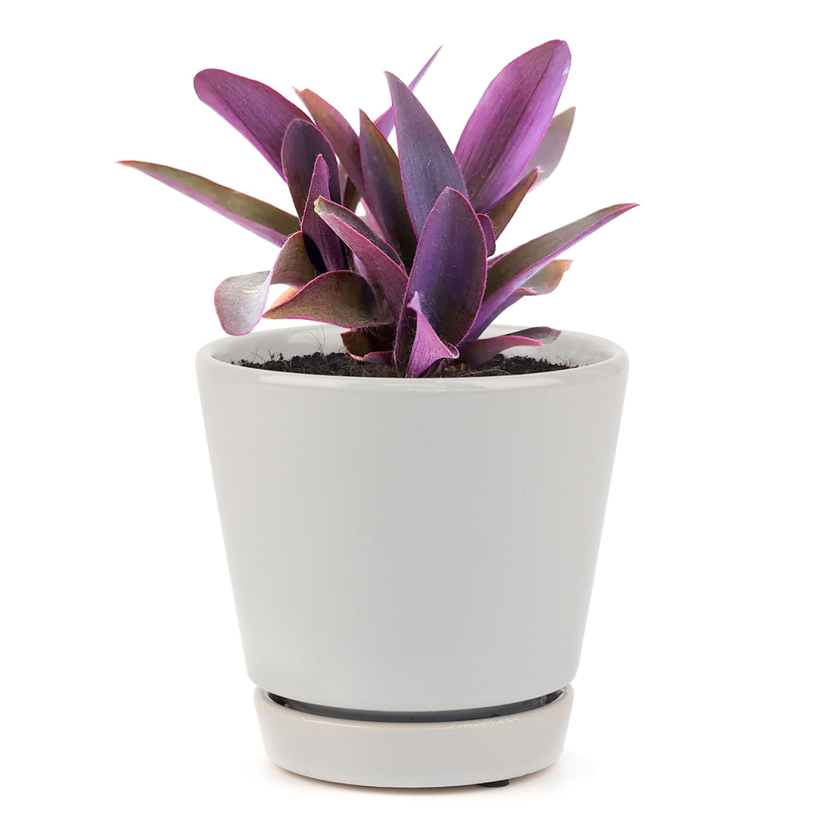 Purple Heart Tradescantia Pallida, easy to care houseplant, best indoor plant for home office decoration, purple heart plant, how to care for tradescantia pallida, colorful houseplants