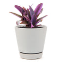 Purple Heart Tradescantia Pallida, easy to care houseplant, best indoor plant for home office decoration, purple heart plant, how to care for tradescantia pallida, care tips for growing Purple Heart Plants