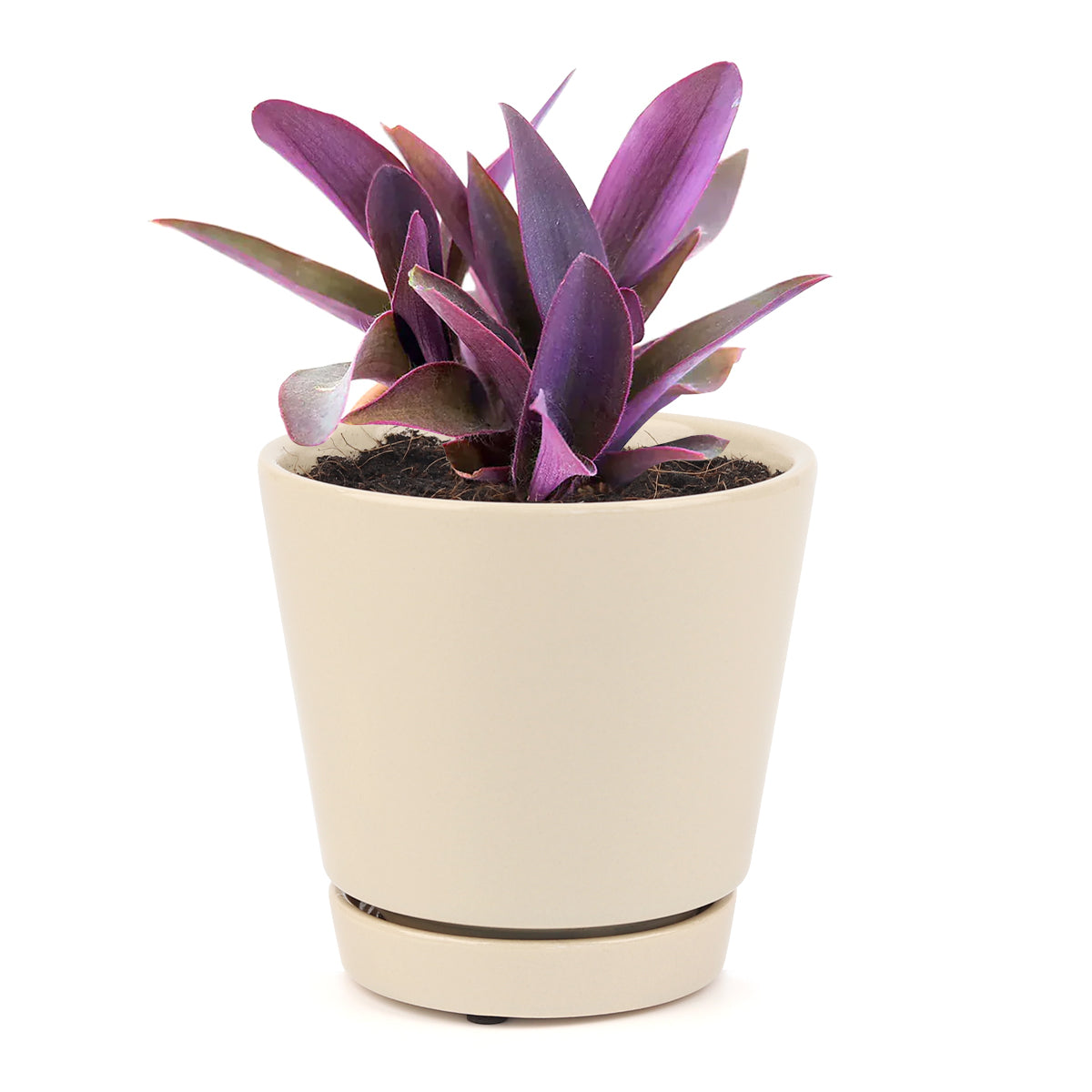 Purple Heart Tradescantia Pallida, easy to care houseplant, best indoor plant for home office decoration, purple heart plant, how to care for tradescantia pallida, colorful foliage houseplants