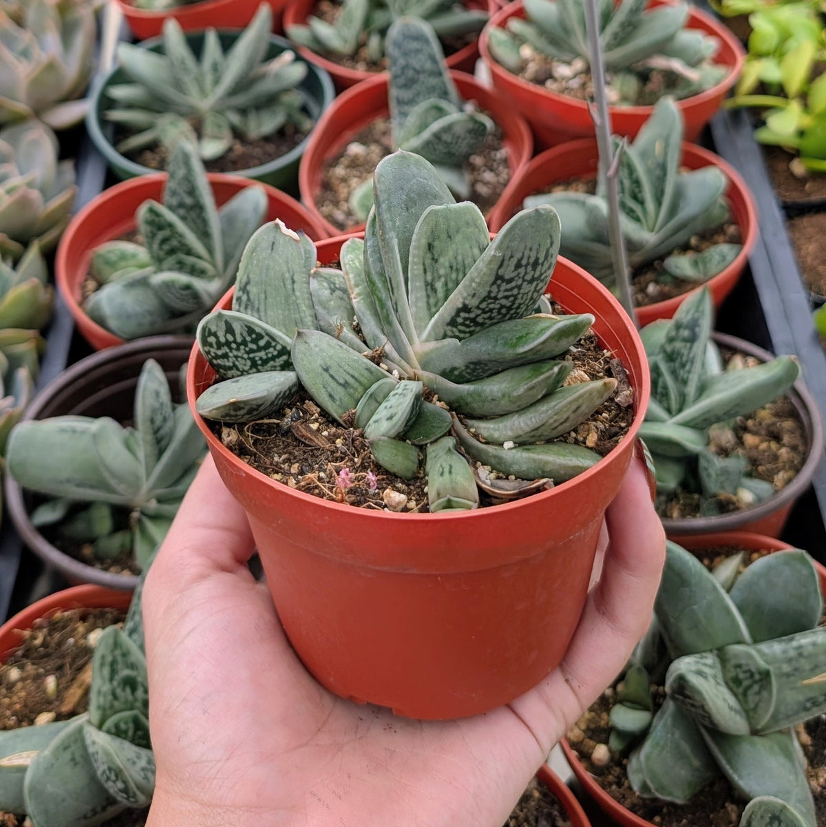 buy gasteria armstrongii hybrid live succulent 4 inch online, dark green lance-shaped leaves with white tubercles and striped variegation, compact upright clustering growth form, slow-growing architectural succulent with dramatic leaf patterning, thrives in bright indirect light and requires minimal watering, perfect modern shelf accent, unique plant gift idea for succulent collectors