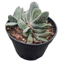 Buy an 8-pack of 4" live plants online. Choose eight plants of your choice to create a lush and diverse collection in 4" pots. Perfect for filling larger spaces, decorating your home or office, and growing your plant collection.