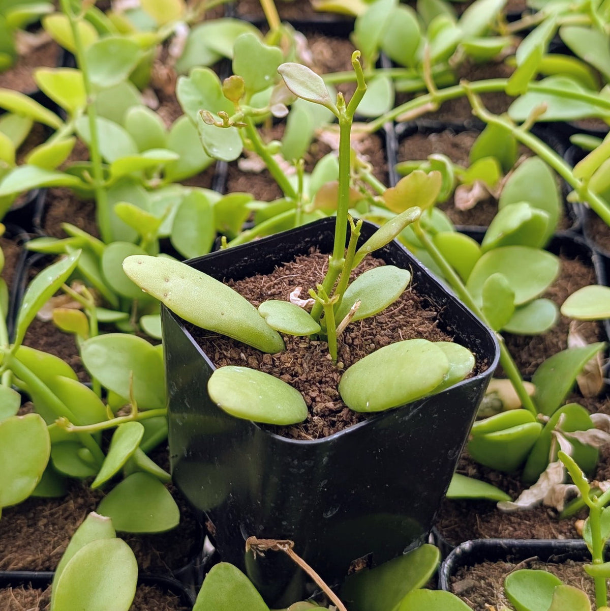 buy dicshidia oiantha live succulent 2 inch online, delicate heart-shaped leaves with silvery-green variegation and trailing vining growth habit, compact creeping succulent perfect for hanging displays, thrives in bright indirect light with minimal watering needs, low-maintenance epiphytic succulent ideal for collectors, charming hanging basket accent for modern shelves and plant walls, rare trailing succulent gift for plant enthusiasts