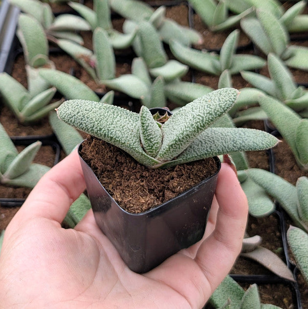 buy gasteria 'triceratops skin' live succulent 2 inch online, distinctive dark green leaves with white raised bumpy texture resembling dinosaur skin, compact clumping growth habit with thick succulent foliage, extremely drought tolerant and low-maintenance plant, unique architectural form for collectors, perfect small shelf accent or desk display, rare unusual succulent gift for plant enthusiasts