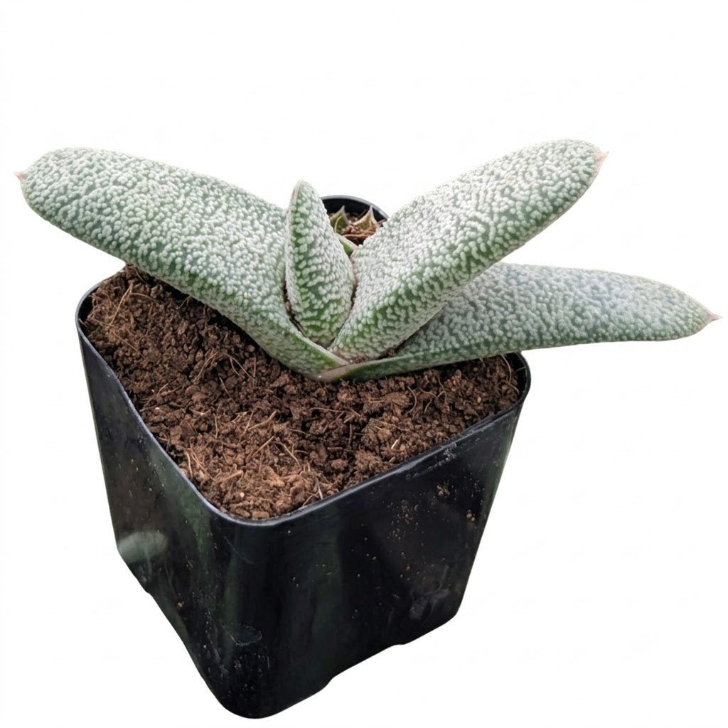buy gasteria 'triceratops skin' live succulent 2 inch online, distinctive dark green leaves with white raised bumpy texture resembling dinosaur skin, compact clumping growth habit with thick succulent foliage, extremely drought tolerant and low-maintenance plant, unique architectural form for collectors, perfect small shelf accent or desk display, rare unusual succulent gift for plant enthusiasts